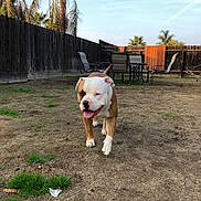 Kobe is registered to the contest to win money with this photo: dog, bulldog, pet, animal, tongue, happy, outdoor, backyard, patio, fence, palm_trees, chairs, garden, grass, dirt, sunny, blue_sky, portrait, standing, trotting