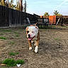 dog, bulldog, pet, animal, tongue, happy, outdoor, backyard, patio, fence, palm_trees, chairs, garden, grass, dirt, sunny, blue_sky, portrait, standing, trotting