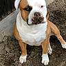 Kobe joined the competition — help win amazing prizes! dog, bulldog, canine, pet, sitting, outdoor, ground, concrete, fur, white_fur, brown_fur, facial_markings, floppy_ears, short_snout, nose, paws, chest, portrait, serious_expression, animal_photography