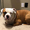 dog, bulldog, pet, canine, lying_down, carpet, indoor, home, portrait, short_hair, white_and_brown, wrinkles, floppy_ears, pink_nose, black_nose, sitting_area, wall, light_switch, relaxed, close_up