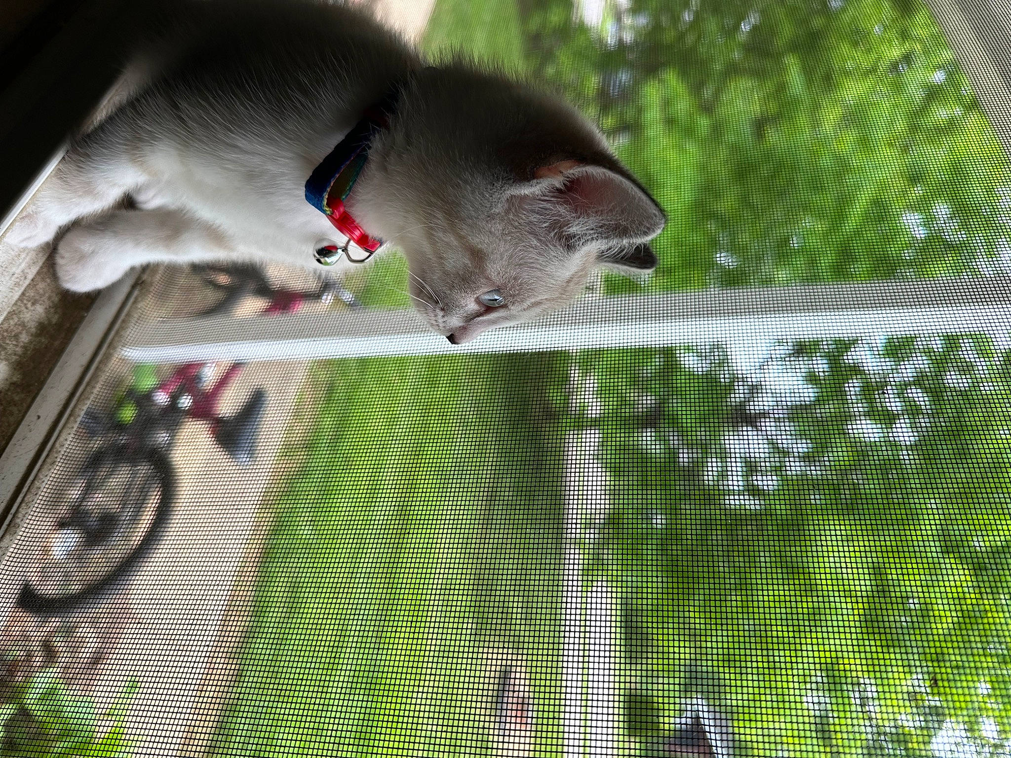 Kenji joined the competition — help win amazing prizes! carnivore, collar, dog_breed, domestic_short_haired_cat, fawn, felidae, grass, mesh, net, pet_supply, plant, small_to_medium_sized_cats, snout, tail, terrestrial_plant, tree, whiskers, wildlife, window, wire_fencing