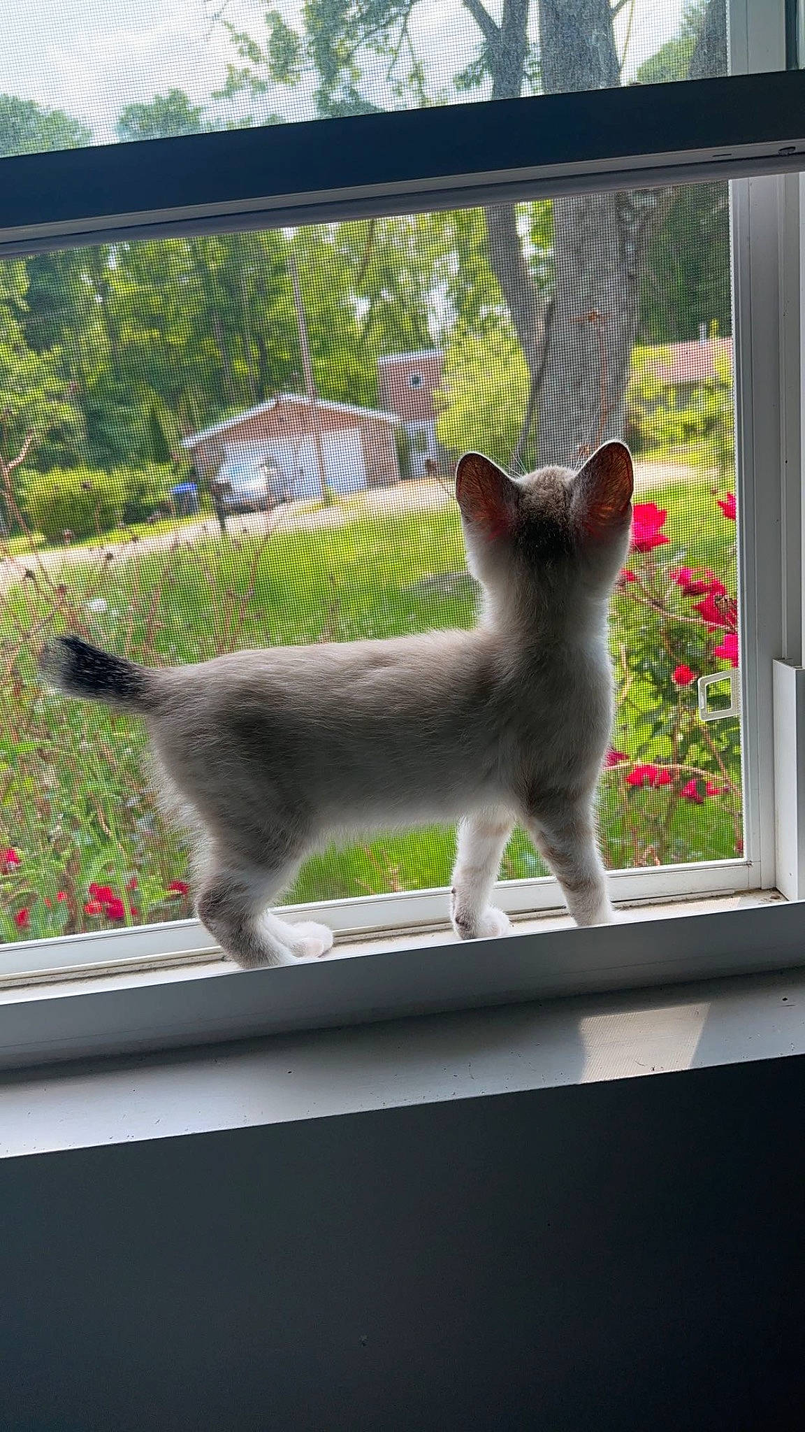 Kenji joined the competition — help win amazing prizes! carnivore, cat, domestic_short_haired_cat, fawn, felidae, fixture, fur, grass, grey, mammal, plant, roof, shade, small_to_medium_sized_cats, snout, tail, tree, whiskers, window, windshield