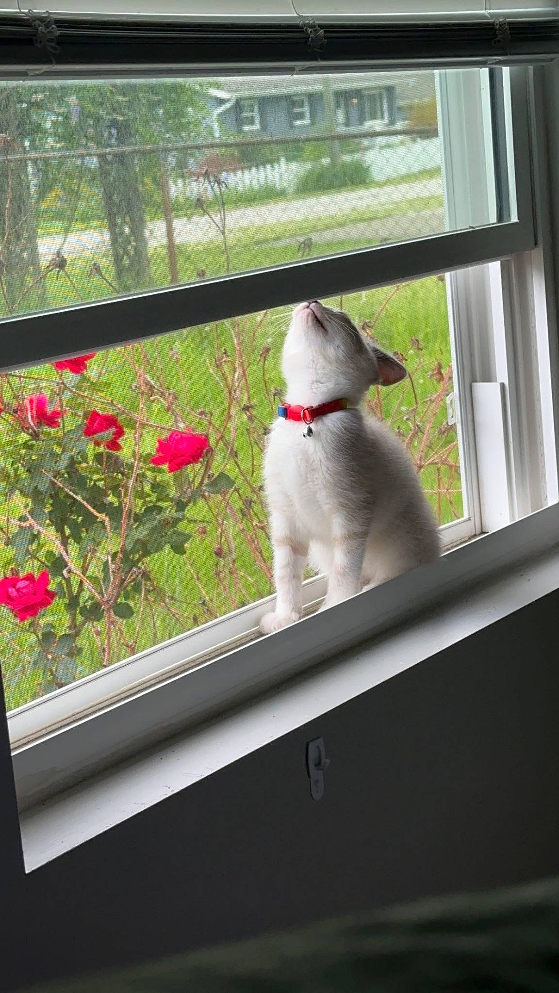 Kenji is registered to the contest to win money with this photo: annual_plant, canidae, carnivore, collar, companion_dog, dog, dog_breed, dog_collar, fawn, flower, glass, petal, plant, rectangle, rose, sporting_group, tail, tree, vehicle_door, window