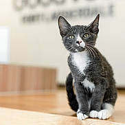 Magoo is registered to the contest to win money with this photo: kitten, cat, gray_cat, white_paws, indoor, wooden_surface, curious, pet, animal, feline, young_cat, sitting, close_up, whiskers, ears, fur, domestic_cat, cute, young_animal, attention
