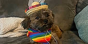Taco is registered to the contest to win money with this photo: dog, small_dog, sombrero, rainbow_bandana, couch, blanket, cozy, pet, indoor, cute, fur, animal, resting, accessory, colorful, portrait, domestic, companion, laying, relaxed