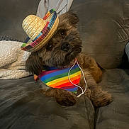 Taco joined the competition — help win amazing prizes! dog, sombrero, rainbow_bandana, couch, pet, indoor, fur, cute, small_dog, accessory, colorful, relaxed, looking_up, cozy, domestic_animal, portrait, animal, hat, celebration, funny