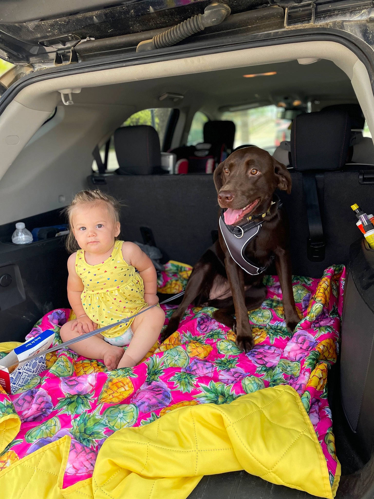 Kenzie is registered to the contest to win money with this photo: auto_part, automotive_design, automotive_exterior, car, car_seat, car_seat_cover, carnivore, comfort, companion_dog, dog, dog_breed, dog_supply, event, family_car, mammal, motor_vehicle, person, toddler, trunk, vehicle