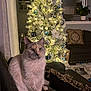 Halo joined the competition — help win amazing prizes! cat, christmas_tree, lights, ornaments, couch, living_room, holiday_decor, pet, furniture, indoor, decorations, cozy, soft_lighting, home, festive, animal, tree, warm, relaxed, domestic