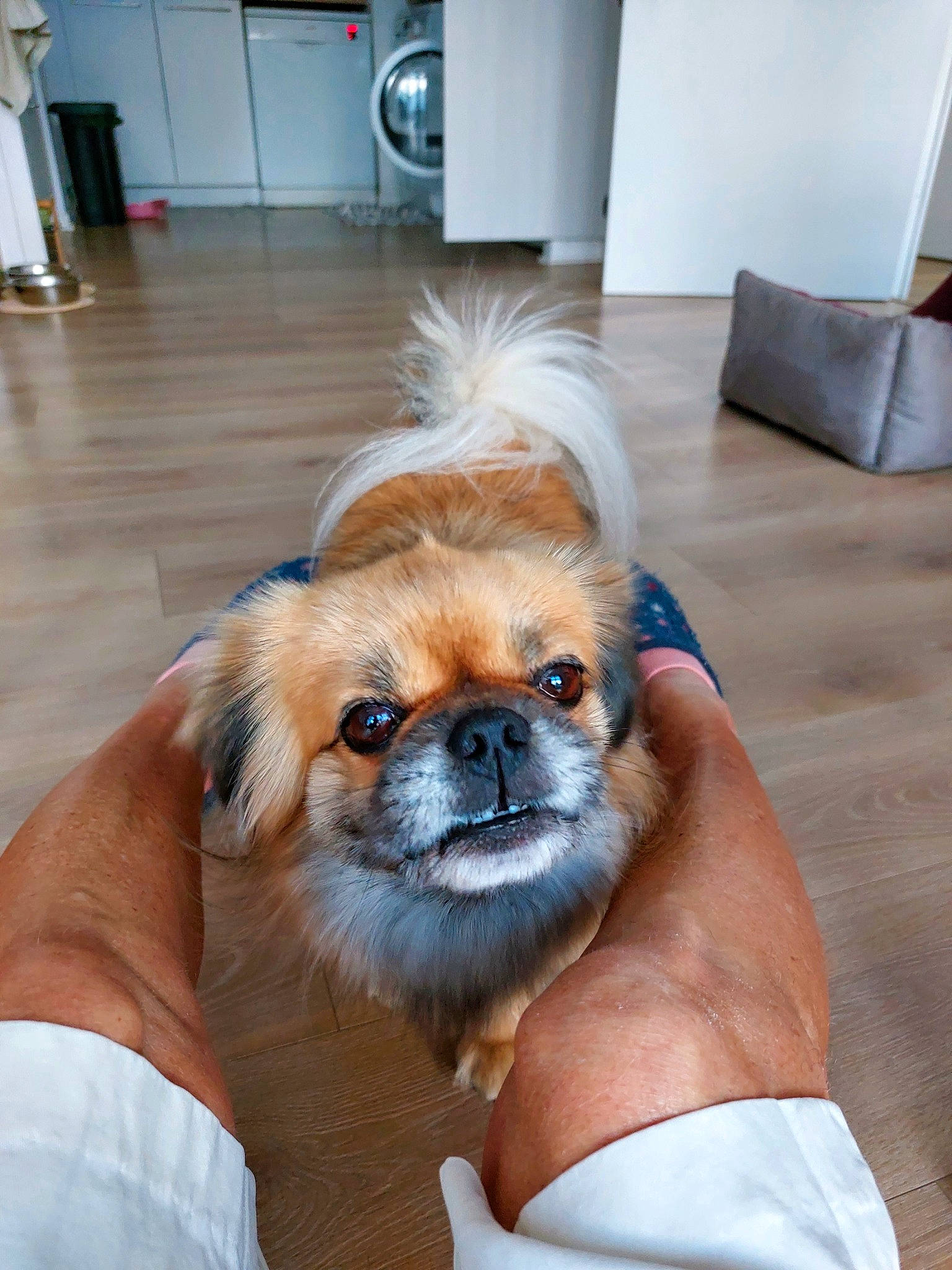 Pablo a rejoint le concours — aidez-le/la à gagner de superbes lots ! canidae, carnivore, companion_dog, dog, dog_breed, dog_supply, eye, fawn, floor, flooring, fur, hardwood, home_appliance, liver, shipping_box, snout, sporting_group, terrestrial_animal, toy_dog, working_animal