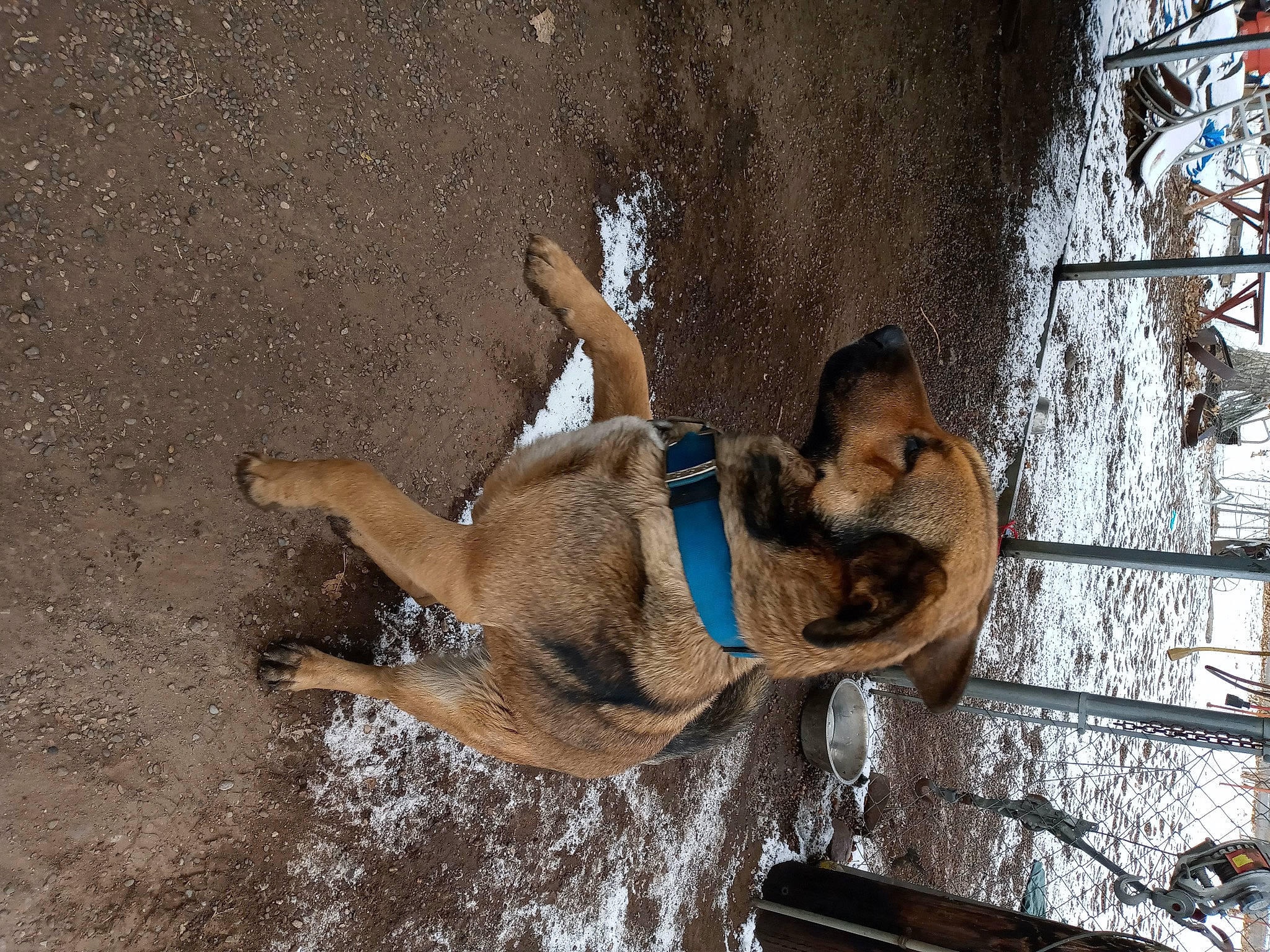 Thelma joined the competition — help win amazing prizes! adventure, canidae, carnivore, dog, dog_breed, fawn, fun, recreation, snout, soil, sporting_group, stallion, tail, tree, water, wildlife, working_animal