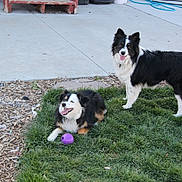 Daisy Mae is registered to the contest to win money with this photo: dog, border_collie, grass, outdoor, playful, pet, animal, canine, tongue_out, happy, toy, purple_ball, sidewalk, yard, nature, fur, black_and_white, standing, lying_down, daylight