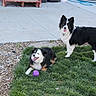 dog, border_collie, grass, outdoor, playful, pet, animal, canine, tongue_out, happy, toy, purple_ball, sidewalk, yard, nature, fur, black_and_white, standing, lying_down, daylight