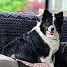 Daisy Mae joined the competition — help win amazing prizes! dog, black_and_white, border_collie, pet, couch, pillow, indoor, happy, tongue_out, fluffy, fur, relaxed, seated, window, blurred_background, home, comfort, animal, domestic, cozy