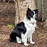 Daisy Mae joined the competition — help win amazing prizes! dog, border_collie, animal, pet, outdoor, tree, bark, wood_chips, fur, black_and_white, canine, sitting, alert, nature, forest, ears, collar, ground, leaves, daylight