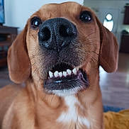 Bailey joined the competition — help win amazing prizes! dog, close_up, nose, teeth, pet, indoor, brown_fur, white_patch, canine, animal, portrait, happy, mouth, whiskers, ears, fur, domestic_animal, living_room, wood_floor, blurry_background