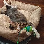 Hazel is registered to the contest to win money with this photo: cat, tabby, sleeping, pet_bed, toy, green, blue, paw, fur, striped, patterned, cozy, relaxed, indoor, wooden_floor, cute, animal, pet, resting, comfortable