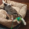 cat, tabby, sleeping, pet_bed, toy, green, blue, paw, fur, striped, patterned, cozy, relaxed, indoor, wooden_floor, cute, animal, pet, resting, comfortable