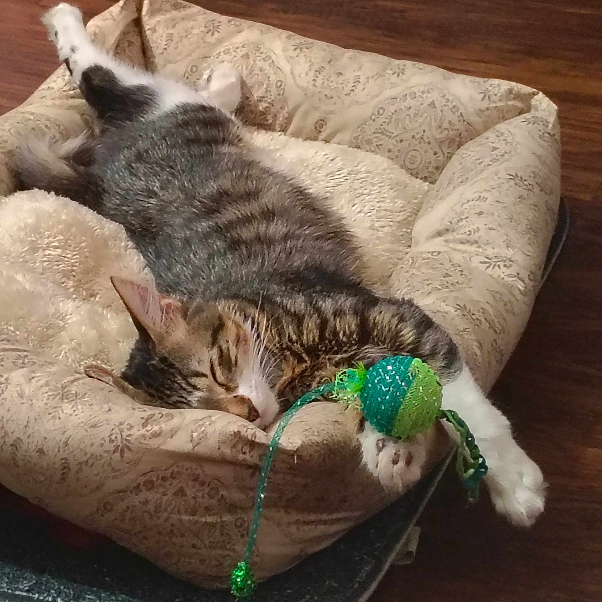 Hazel