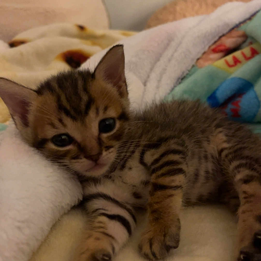 Cricket is registered to the contest to win money with this photo: bedding, blanket, cat, closeup, cozy, cute, ear, eye, fur, indoors, kitten, paw, pet, portrait, resting, sleepy, soft, stripes, tabby, whiskers