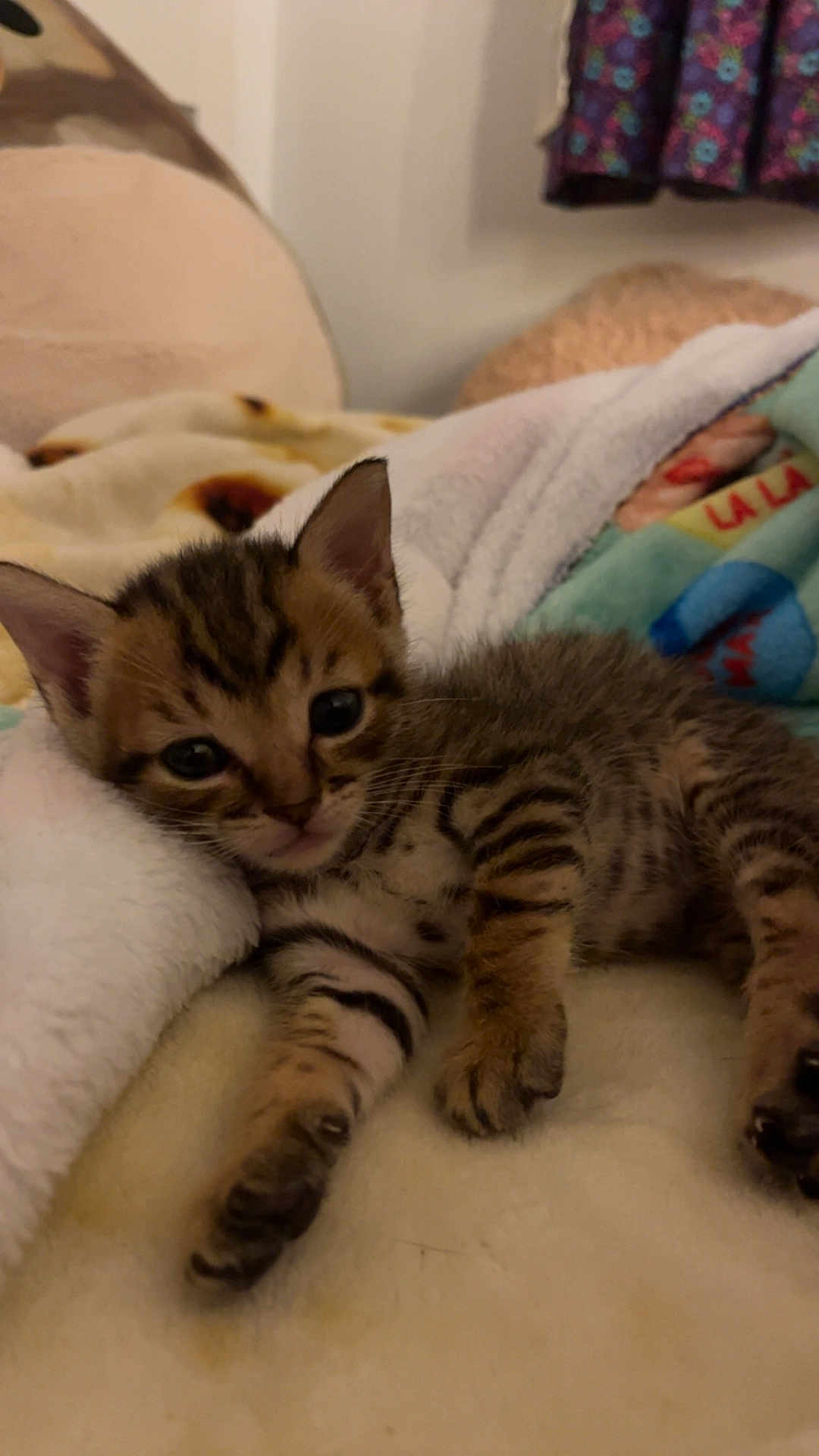 Cricket is registered to the contest to win money with this photo: kitten, cat, tabby, pet, fur, paw, ear, eye, stripes, blanket, bedding, cozy, indoors, portrait, closeup, resting, soft, cute, sleepy, whiskers