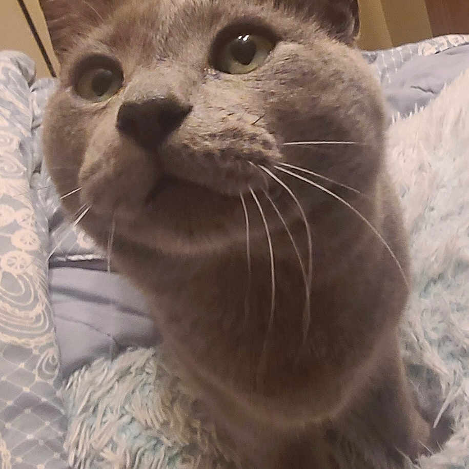 Moke Moke