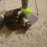 Bootsie is registered to the contest to win money with this photo: alert, animal, carpet, cat, cute, ears, engaged, feline, floor, fun, fur, home, indoor, paw, pet, pet_toy, playful, scratching_post, tabby, whiskers