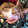 Bootsie joined the competition — help win amazing prizes! animal, cat, closeup, comfort, cozy, cute, domestic_animal, feline, fur, hand, indoor, maroon_sleeve, patterned_fabric, person, pet, relaxation, rest, sleeping, tabby, whiskers