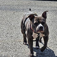 Hooiser is registered to the contest to win money with this photo: animal, canine, collar, concrete, daytime, dog, ears, focused, gray, leash, mammal, outdoor, paws, pet, shadow, sidewalk, street, sunlight, walking, white