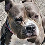Hooiser is registered to the contest to win money with this photo: animal, canine, close_up, collar, daylight, dog, ears, gravel, gray_fur, leash, looking, muscular, nose, outdoor, pet, pitbull, portrait, serious, sitting, white_fur