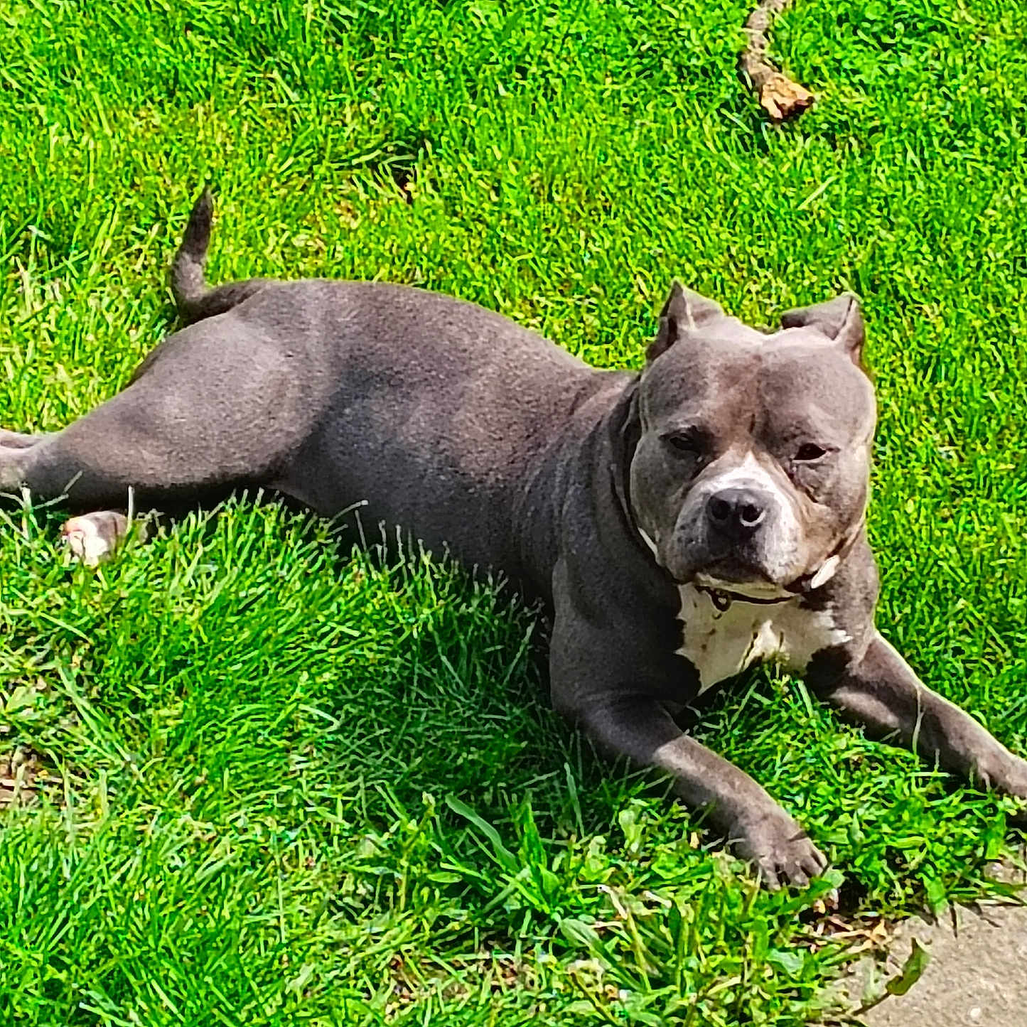 Hooiser joined the competition — help win amazing prizes! animal, canine, companion, daylight, dog, domestic_animal, grass, greenery, lawn, mammal, nature, outdoor, paw, pet, playing, relaxing, resting, stick, summer, sunlight