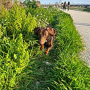 Sabo participe au concours pour gagner de l'argent avec cette photo : clouds, dachshund, daytime, dog, ears, grass, greenery, harness, leash, nature, outdoor, path, people, pet, plants, running, sky, sunlight, trees, walking