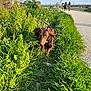 clouds, dachshund, daytime, dog, ears, grass, greenery, harness, leash, nature, outdoor, path, people, pet, plants, running, sky, sunlight, trees, walking