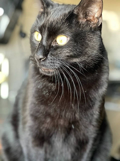 Noiro participe au concours pour gagner de l'argent avec cette photo : black_cat, bombay, carnivore, cat, domestic_short_haired_cat, eye, felidae, fur, grey, hair, head, human_body, iris, monochrome_photography, small_to_medium_sized_cats, snout, terrestrial_animal, whiskers, wildlife, window