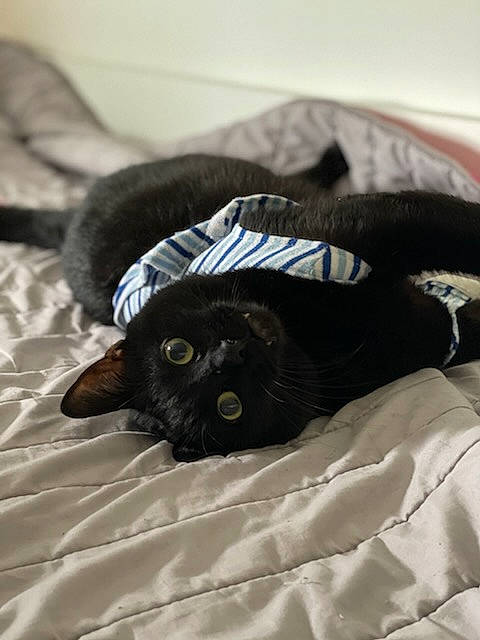 Noiro a rejoint le concours — aidez-le/la à gagner de superbes lots ! bed, black_cat, brown, canidae, carnivore, cat, comfort, dog_breed, domestic_short_haired_cat, felidae, fur, grey, linens, small_to_medium_sized_cats, snout, sporting_group, tail, terrestrial_animal, textile, whiskers