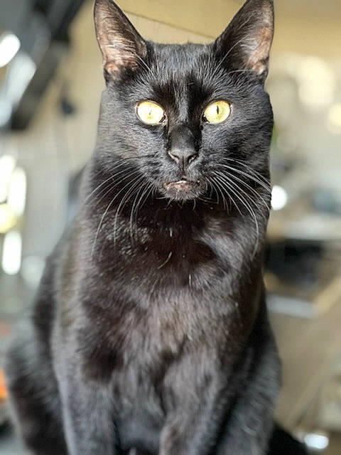 Noiro a rejoint le concours — aidez-le/la à gagner de superbes lots ! black_cat, bombay, carnivore, cat, cat_furniture, cat_supply, domestic_short_haired_cat, eye, felidae, fur, grey, monochrome_photography, small_to_medium_sized_cats, snout, terrestrial_animal, whiskers, wildlife