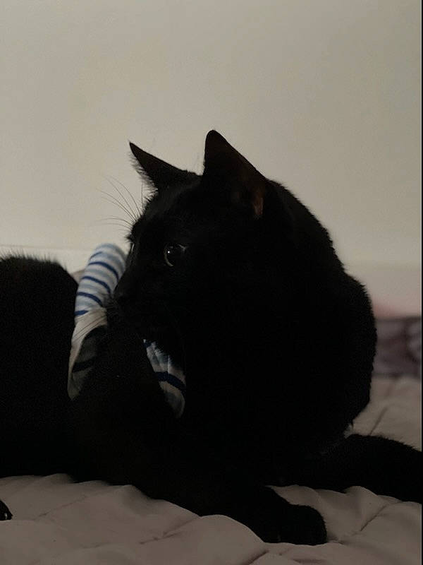 Noiro a rejoint le concours — aidez-le/la à gagner de superbes lots ! black_cat, carnivore, cat, claw, comfort, dog_breed, domestic_short_haired_cat, felidae, fur, monochrome_photography, paw, rectangle, small_to_medium_sized_cats, snout, tail, terrestrial_animal, whiskers