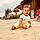 Livio