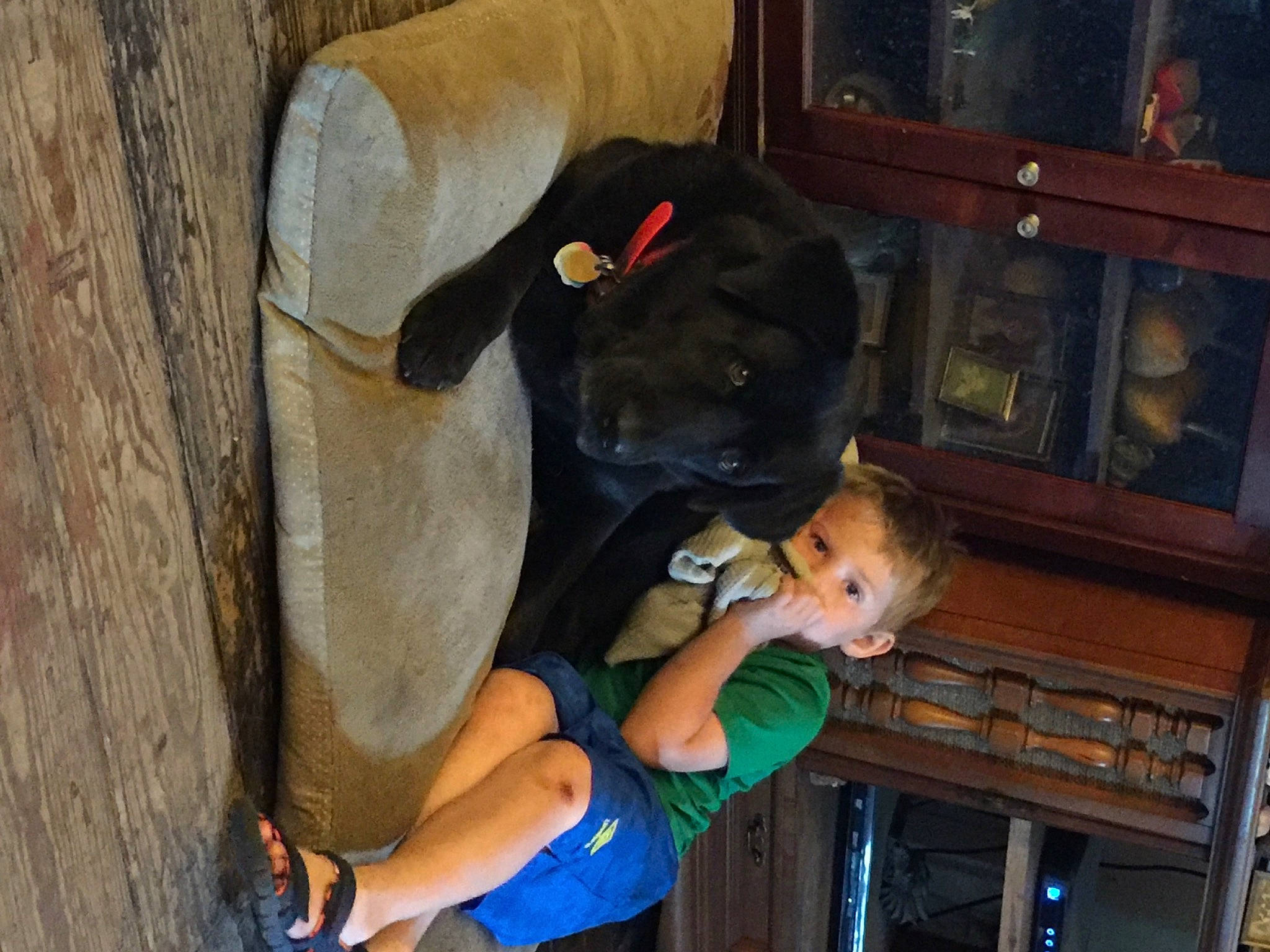 King joined the competition — help win amazing prizes! bookcase, carnivore, companion_dog, dog, dog_breed, elbow, fawn, fun, guard_dog, picture_frame, room, shelf, sporting_group, t_shirt, thigh, toddler, wood, working_animal