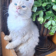 Blanco participe au concours pour gagner de l'argent avec cette photo : cat, white_cat, blue_eyes, fluffy_fur, indoor, plant, potted_plant, green_leaves, wooden_surface, curious, pet, animal, feline, close_up, domestic_cat, houseplant, decor, natural_light, cozy, cute
