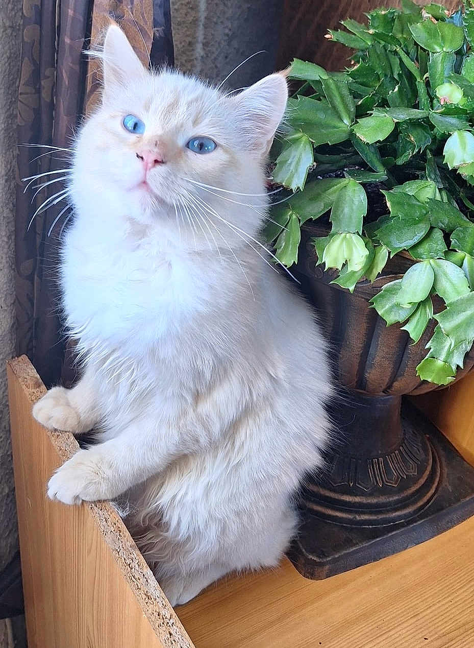 Blanco participe au concours pour gagner de l'argent avec cette photo : cat, white_cat, blue_eyes, fluffy_fur, indoor, plant, potted_plant, green_leaves, wooden_surface, curious, pet, animal, feline, close_up, domestic_cat, houseplant, decor, natural_light, cozy, cute