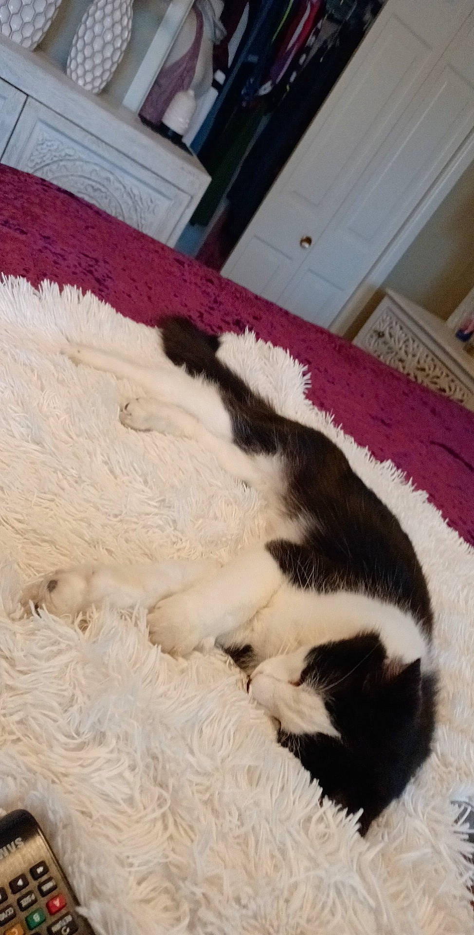 Stormy joined the competition — help win amazing prizes! canidae, carnivore, cat, claw, comfort, dog_breed, domestic_short_haired_cat, felidae, flooring, fur, linens, magenta, nap, paw, small_to_medium_sized_cats, tail, terrestrial_animal, whiskers, wood, woolen