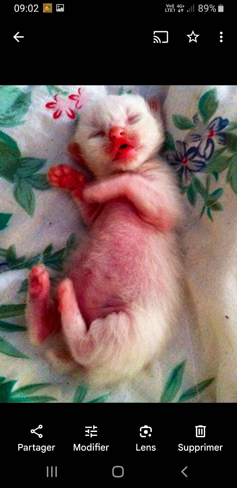 Angie participe au concours pour gagner de l'argent avec cette photo : art, carnivore, cat, claw, comfort, fawn, felidae, foot, fur, nail, pattern, paw, petal, pink, plant, small_to_medium_sized_cats, snout, tail, textile, whiskers