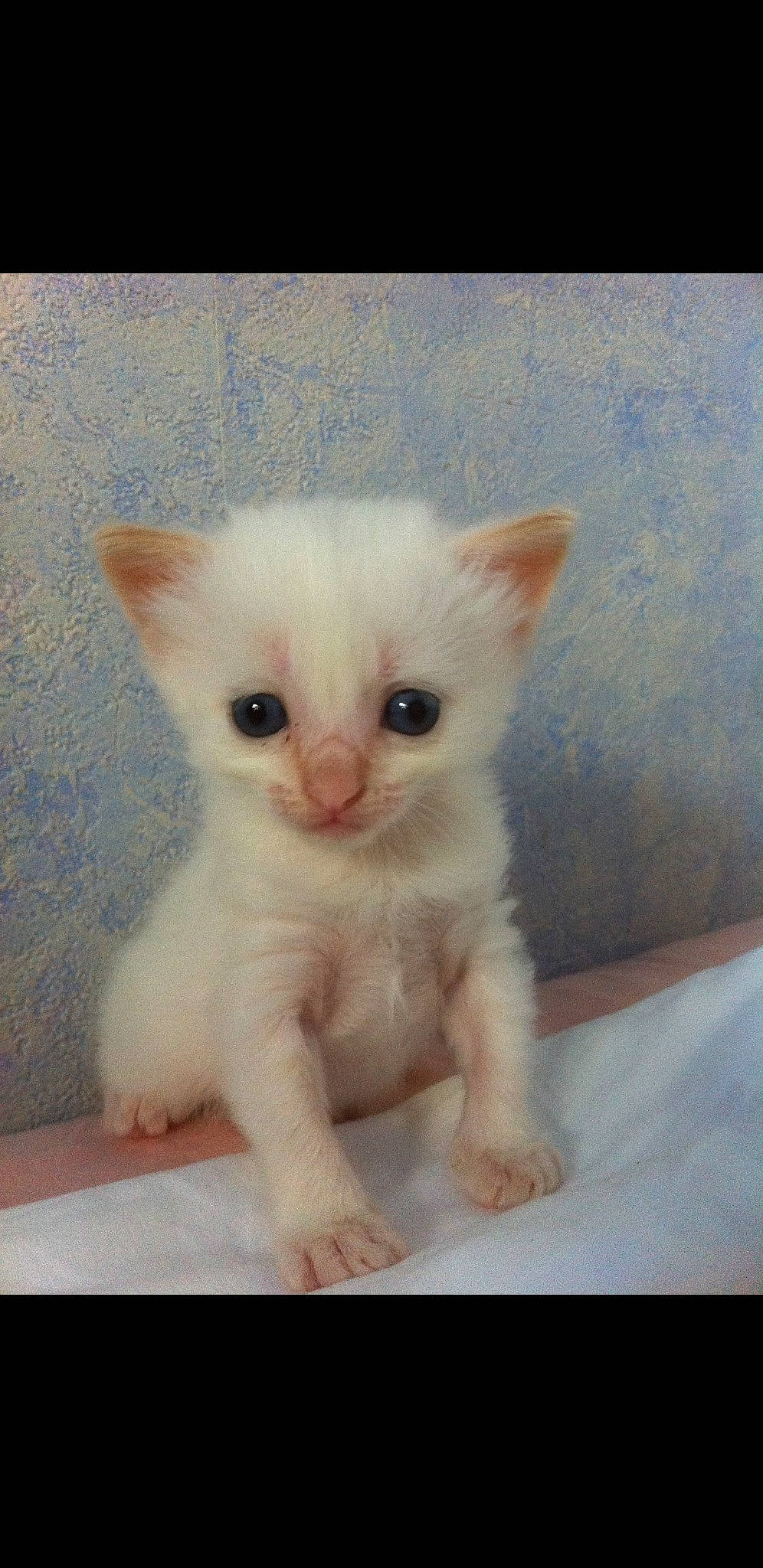 Angie a rejoint le concours — aidez-le/la à gagner de superbes lots ! carnivore, cat, claw, domestic_short_haired_cat, fawn, felidae, fur, laperm, paw, small_to_medium_sized_cats, snout, tail, terrestrial_animal, whiskers