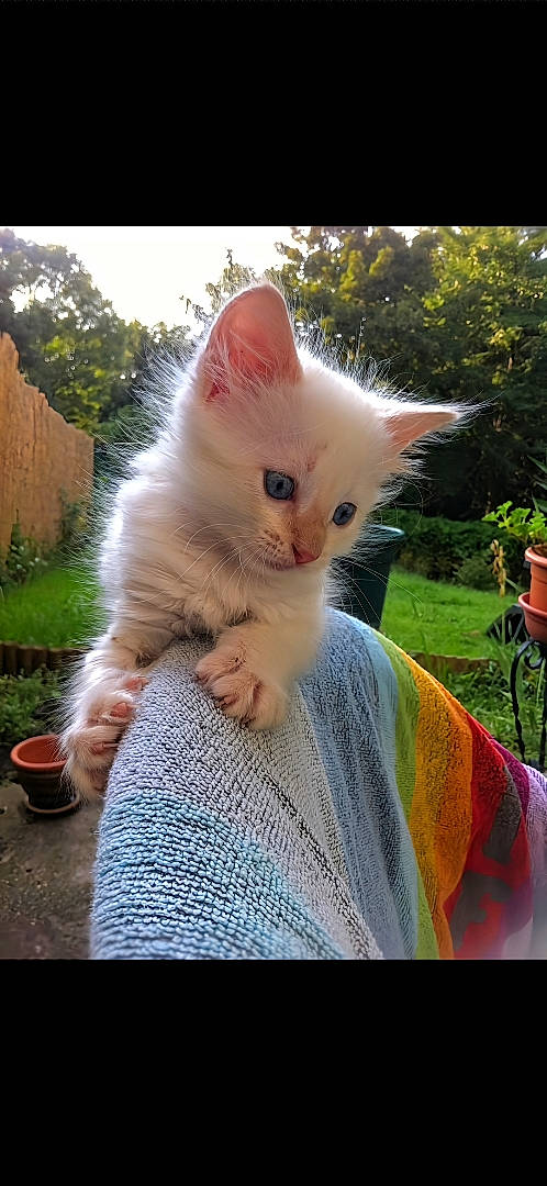 Angie a rejoint le concours — aidez-le/la à gagner de superbes lots ! art, carnivore, cat, claw, domestic_short_haired_cat, eye, fawn, felidae, flowerpot, fur, grass, iris, paw, plant, sitting, small_to_medium_sized_cats, snout, tail, tree, whiskers