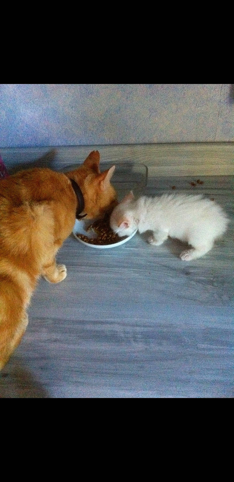 Angie participe au concours pour gagner de l'argent avec cette photo : canidae, carnivore, cat, claw, cloud, comfort, companion_dog, dog_breed, domestic_short_haired_cat, fawn, felidae, fur, paw, sky, small_to_medium_sized_cats, snout, sporting_group, tail, whiskers, wood