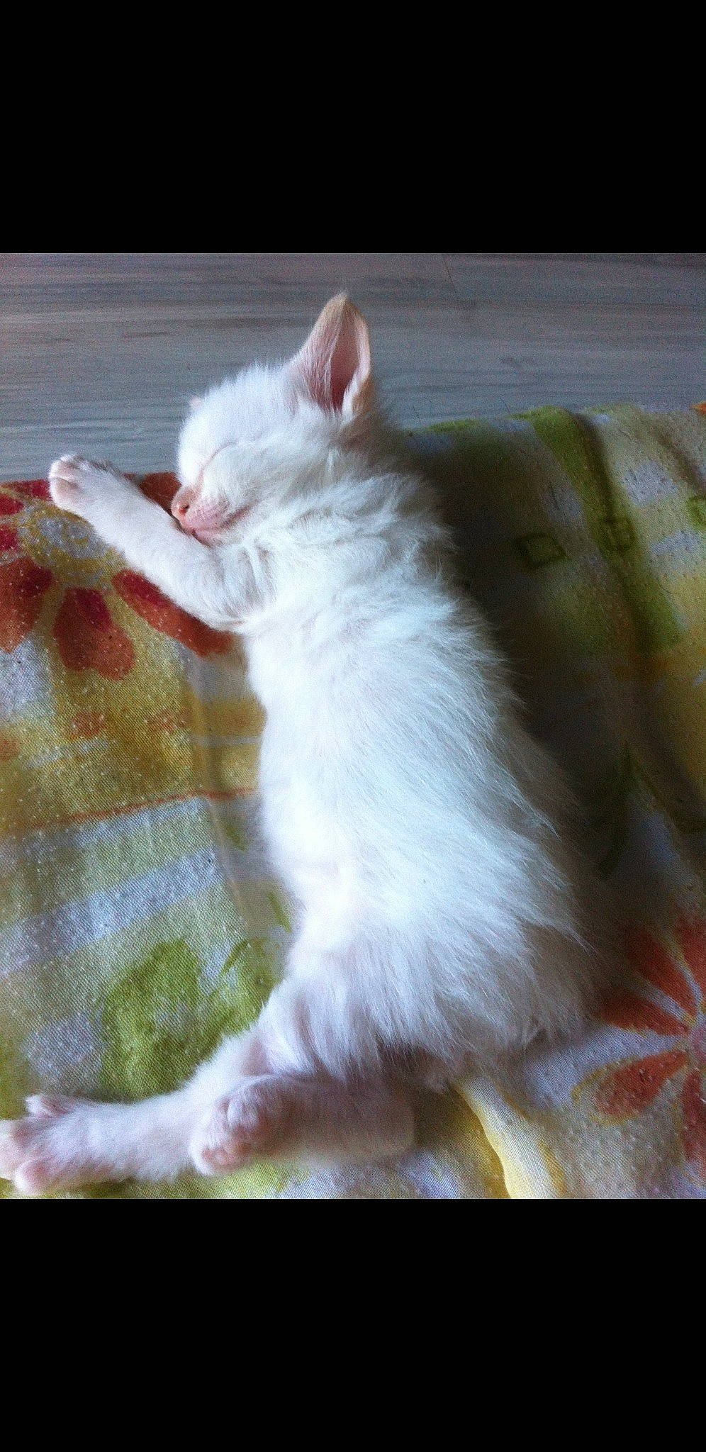 Angie participe au concours pour gagner de l'argent avec cette photo : british_longhair, carnivore, cat, claw, comfort, companion_dog, domestic_short_haired_cat, eye, fawn, felidae, foot, fur, paw, small_to_medium_sized_cats, snout, tail, whiskers