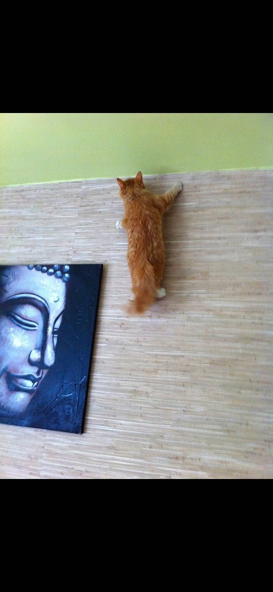 Rouxi participe au concours pour gagner de l'argent avec cette photo : art, carnivore, cat, domestic_short_haired_cat, fawn, felidae, flooring, fur, hardwood, paint, paw, plywood, rectangle, room, small_to_medium_sized_cats, tail, visual_arts, whiskers, wood, wood_stain