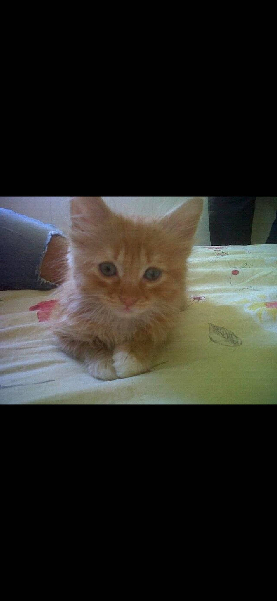 Rouxi a rejoint le concours — aidez-le/la à gagner de superbes lots ! carnivore, cat, claw, domestic_short_haired_cat, eye, fawn, felidae, fur, hardwood, paw, photo_caption, sitting, small_to_medium_sized_cats, snout, tail, terrestrial_animal, whiskers, wood