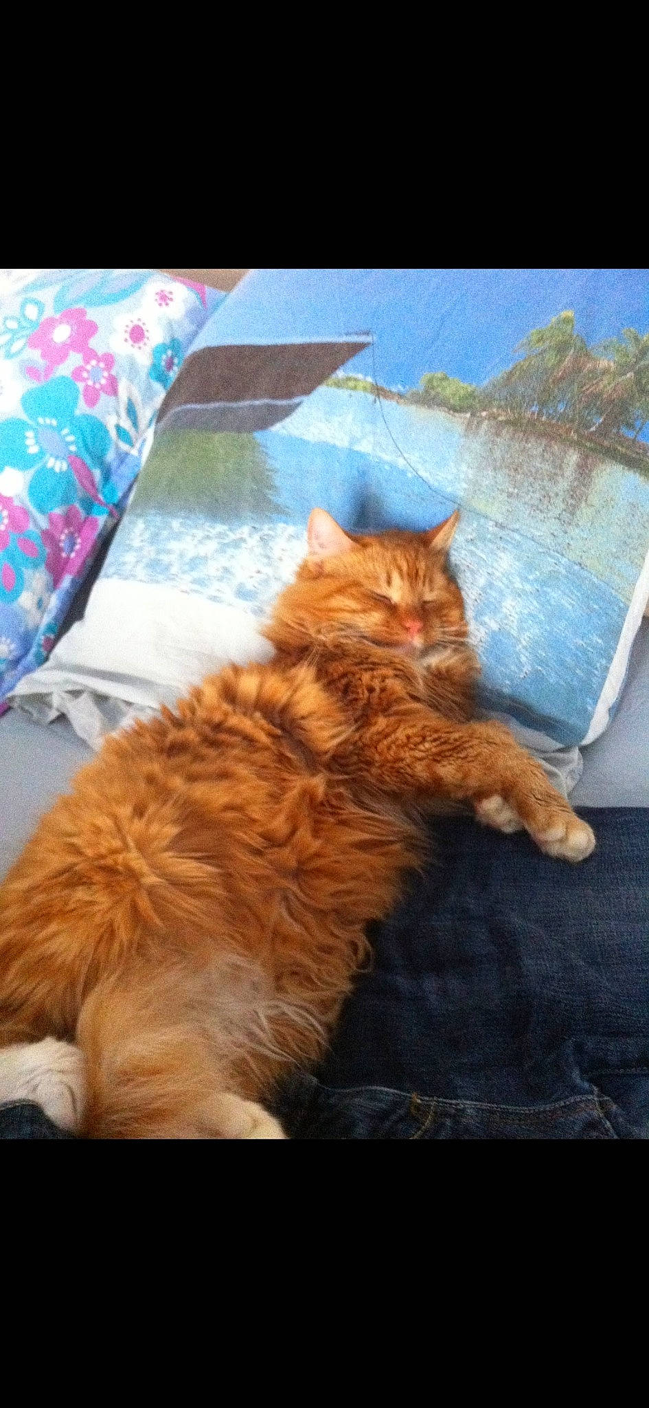 Rouxi participe au concours pour gagner de l'argent avec cette photo : bedding, carnivore, cat, claw, comfort, companion_dog, domestic_short_haired_cat, fawn, felidae, flooring, fur, linens, nap, paw, road_surface, sitting, small_to_medium_sized_cats, tail, whiskers, wood