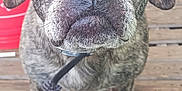 Kaua joined the competition — help win amazing prizes! animal, background, black, brindle, brown, canine, close_up, collar, curious, dog, door, ears, face, four_legs, fur, outdoor, pet, snout, whiskers, wooden_deck